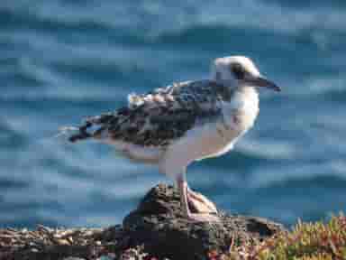 Baby Swallow-Tailed Gull